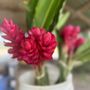 Photo of Nozawa's Fresh Kahuku Corn