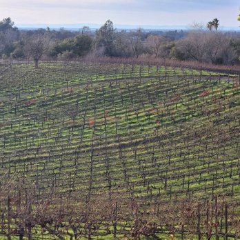 Wise Villa Winery - One of many varietals - Wine Tasting Room Near Me - Lincoln, California Wise Villa Winery - One of many varietals - Wine Tasting Room Near Me - Lincoln, California