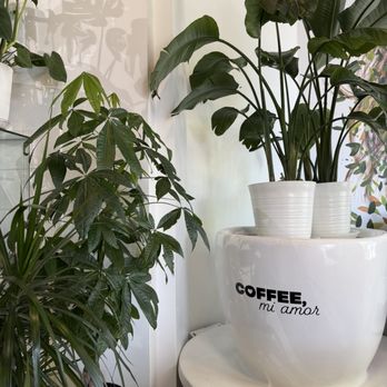 Coffee, Mi Amor - Cafes Near Me - Chatsworth, California Coffee, Mi Amor - Cafes Near Me - Chatsworth, California