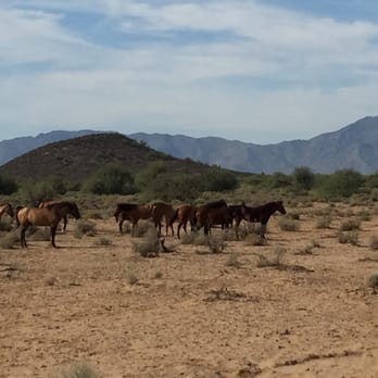 KOLI Equestrian Center - Wild horses - Venues & Event Spaces Near Me - Phoenix, Arizona KOLI Equestrian Center - Wild horses - Venues & Event Spaces Near Me - Phoenix, Arizona