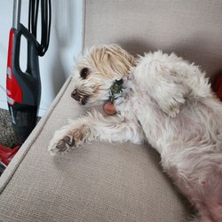 Waggin' West Kennels And Grooming Center