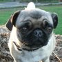Roxy's Dog Ranch