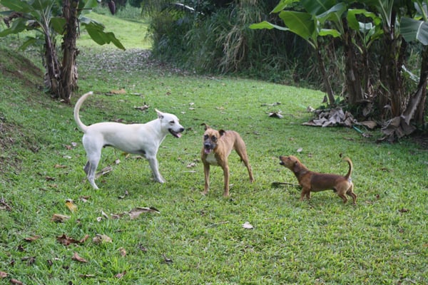 Ceiba Country Inn Bed & Breakfast by null