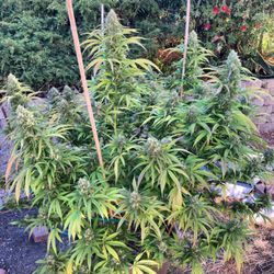GrowGeneration Hydroponics Store