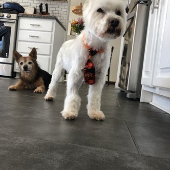 Scruffy To Fluffy : The Mobile Pooch Parlour - Satch after grooming - Pet Groomers Near Me