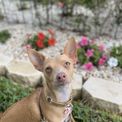 South Tampa Dog Walking & Pet Sitting