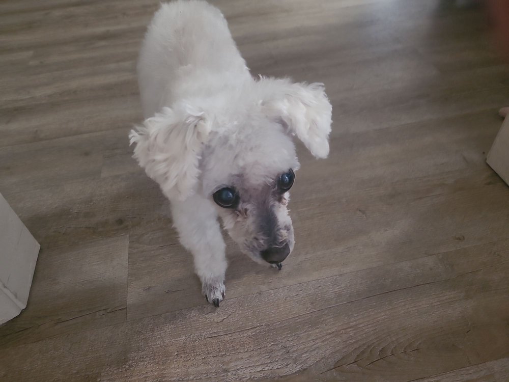 FURRY FRIEND MOBILE PET GROOMING Updated August 2024 Peoria