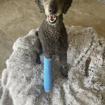 Revel Vet  - New Splint - Veterinarians Near Me - Queen Creek, Arizona