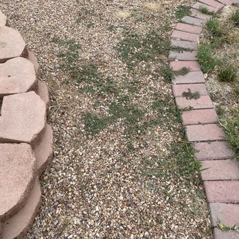 Empire Yard Maintenance - I can't even pull it up there is so much greenery growing up through whatever fabric they use. - The image shows a gravel pathway with small, multicolored stones. It is bordered on the right by a curved row of pinkish bricks and on the left by a stone border made of large, flat stones. Sparse grass and weeds are growing through the gravel and along the edges of the borders. The scene appears to be part of a landscaped outdoor area. - Landscaping Near Me