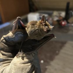 Wildlife Pro - Live bat