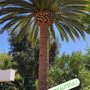 Photo of Conejo Valley Tree Service
