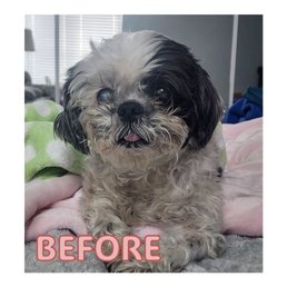 Pepper before cataract surgery Pepper before cataract surgery