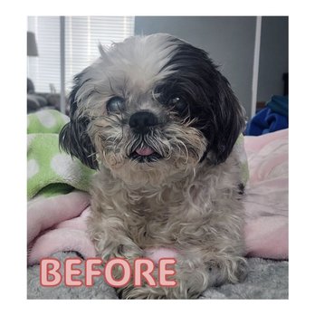 Veterinary Eye Clinic - Pepper before cataract surgery - Veterinarians Near Me - Alhambra, California Veterinary Eye Clinic - Pepper before cataract surgery - Veterinarians Near Me - Alhambra, California