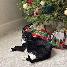 Kitty Meow Meow
