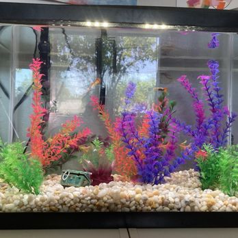 Splash Aquarium - Colorful aquarium - Local Fish Stores Near Me - Sacramento, California Splash Aquarium - Colorful aquarium - Local Fish Stores Near Me - Sacramento, California