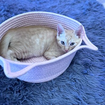 Cat Cafe Maui - Kitties! - Pet Adoption Near Me - Kahului, Hawaii Cat Cafe Maui - Kitties! - Pet Adoption Near Me - Kahului, Hawaii