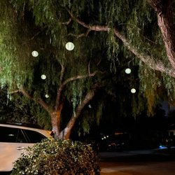 Light Me Up USA - Hayward - Tree lanterns in San Jose