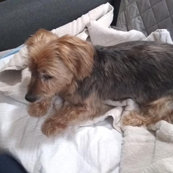 Lap of Love - Walker, my lil' guy- always love you Walker - Veterinarians Near Me