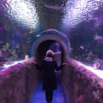 Via Aquarium - Aquariums Near Me - Schenectady, New York Via Aquarium - Aquariums Near Me - Schenectady, New York