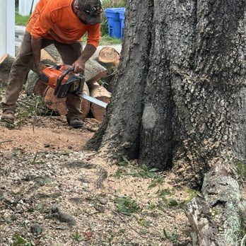 On Demand Tree Service - The last cut - Tree Services Near Me - St Petersburg, Florida On Demand Tree Service - The last cut - Tree Services Near Me - St Petersburg, Florida