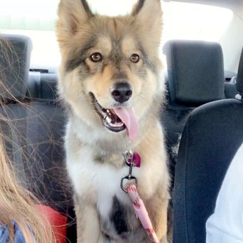 Pup’s Parlor - Lynx - Pet Groomers Near Me - Redlands, California Pup’s Parlor - Lynx - Pet Groomers Near Me - Redlands, California
