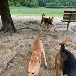 Connolly Dog Park - Dogs. Enjoy their time beautiful park