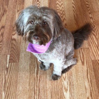 Austin Pet Stylist - Pet Groomers Near Me - Austin, Texas Austin Pet Stylist - Pet Groomers Near Me - Austin, Texas