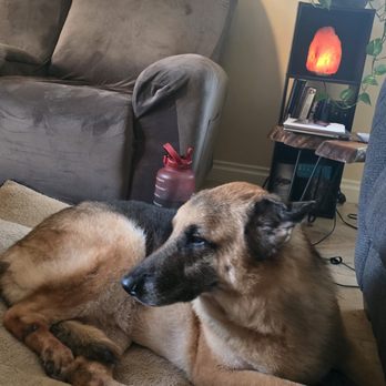 TJ's Mobile Grooming - Chance is feeling like a million! Thank you TJ's Grooming! - Pet Groomers Near Me - Oceanside, California TJ's Mobile Grooming - Chance is feeling like a million! Thank you TJ's Grooming! - Pet Groomers Near Me - Oceanside, California