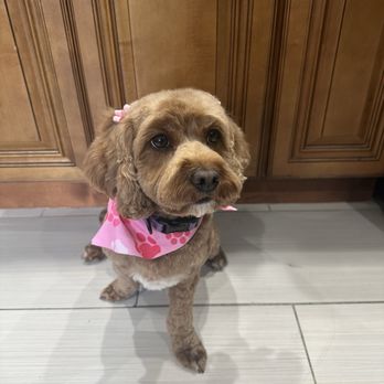 Glow Upets Grooming - Freshly groomed! - Pet Groomers Near Me - San José, California Glow Upets Grooming - Freshly groomed! - Pet Groomers Near Me - San José, California