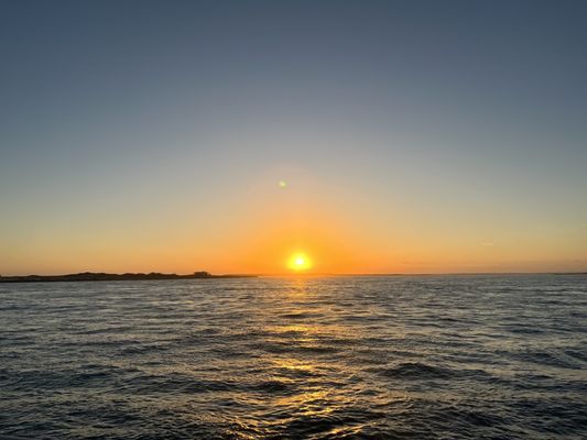 The Original Dolphin Watch by null