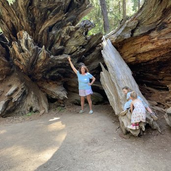 Calaveras Big Trees State Park - Parks Near Me - Arnold, California