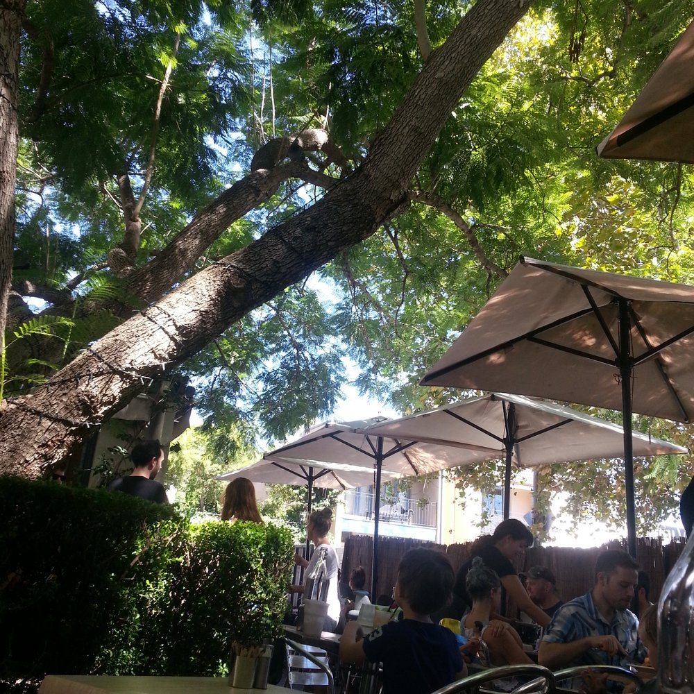 Envy Cafe & Gallery - Shady Jacaranda - Restaurants Near Me - Summer Hill, NSW