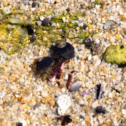 Carmel Meadows Trailhead - Hermit crabs