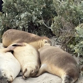 Seal Bay Conservation Park - Parks Near Me - Kangaroo Island, SA