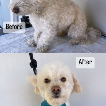 Nio’s Grooming & Bath - Maltipoo - Pet Groomers Near Me Nio’s Grooming & Bath - Maltipoo - Pet Groomers Near Me