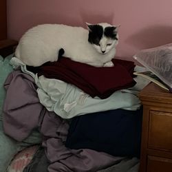 Healthy Paws - Spitzer is supposed to be folding clothes!!