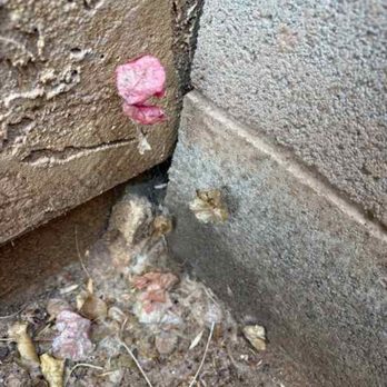 Bulwark Exterminating - Spiderwebs gone around the house - Pest Control Near Me - Mesa, Arizona Bulwark Exterminating - Spiderwebs gone around the house - Pest Control Near Me - Mesa, Arizona