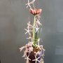 Photo of Harry Miller Flowers
