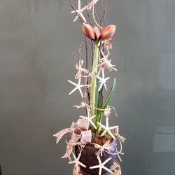 Harry Miller Flowers - Amaryllis......just about to bloom with starfish/raffia accent shipped to Harry Miller Florists from CA.  Perfectly accented our gift!