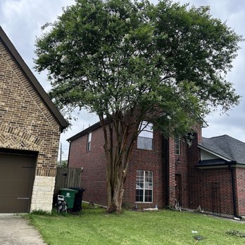 C.I.R Tree Service - Trimming the crêpe myrtle upfront - Tree Services Near Me - Houston, Texas C.I.R Tree Service - Trimming the crêpe myrtle upfront - Tree Services Near Me - Houston, Texas