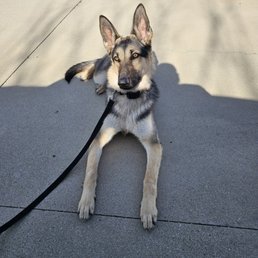 Leia told to stay down and doing it for quite some time, very relaxed! Success!