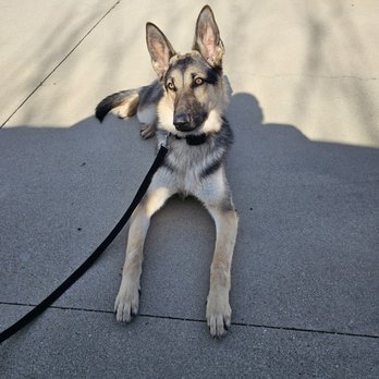 Top Performance Dog Training - Leia told to stay down and doing it for quite some time, very relaxed! Success! - Pet Training Near Me