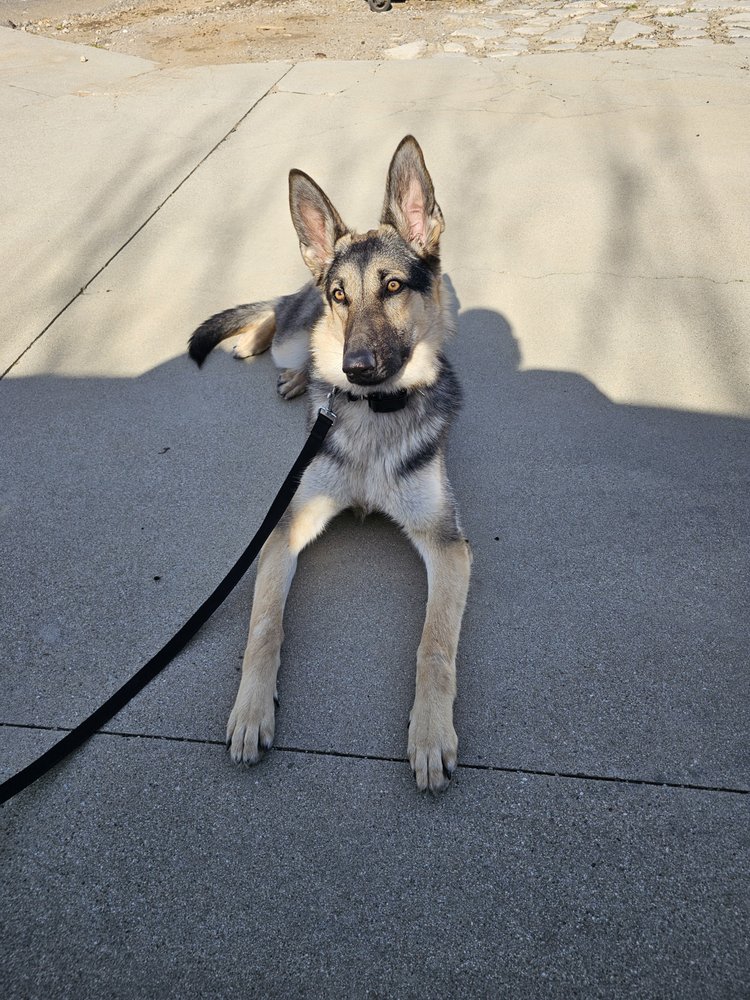 TOP PERFORMANCE DOG TRAINING Updated September 2024 11 Photos & 20