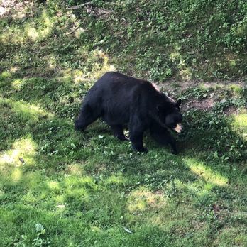 WNC Nature Center - Zoos Near Me - Asheville, North Carolina WNC Nature Center - Zoos Near Me - Asheville, North Carolina