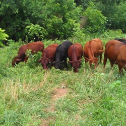 Vitality Pastures - 100% Grass Fed Beef Holistically Managed
