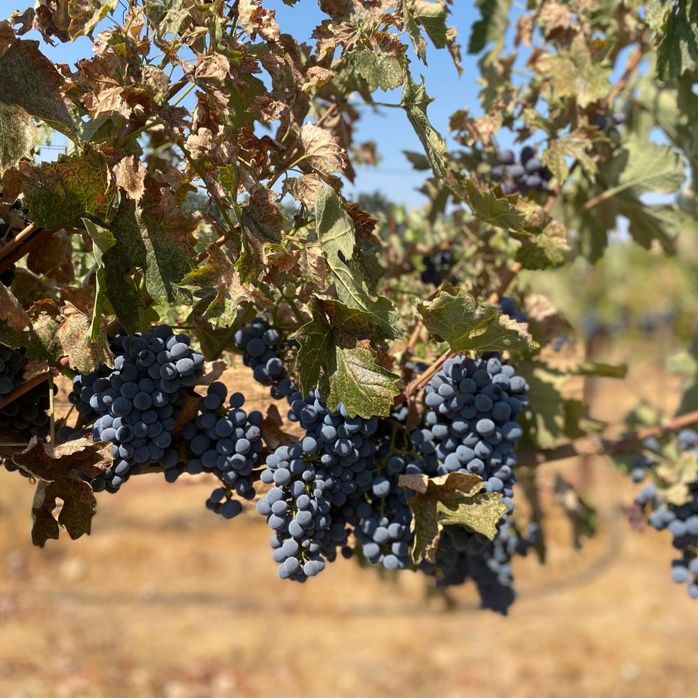Mt Vernon Winery - The Mt. Vernon vines at the end of summer... - Wineries Near Me - Auburn, California Mt Vernon Winery - The Mt. Vernon vines at the end of summer... - Wineries Near Me - Auburn, California