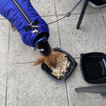 Wicket Door Pub - Pup enjoying his meal! - Pubs Near Me - Ashburn, Virginia