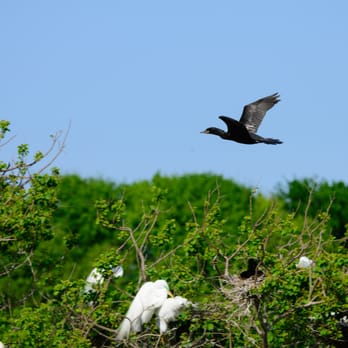 Houston Audubon Society - Public Services & Government Near Me - High Island, Texas