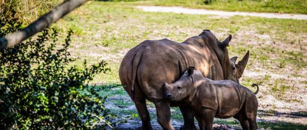 Disney Animal Kingdom by null
