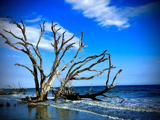 Botany Bay Heritage Preserve/Wildlife Management Area by null